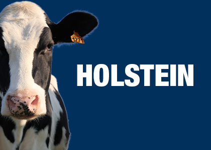 Témoignages Holstein