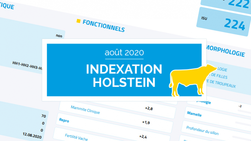 Indexation Holstein Août 2020