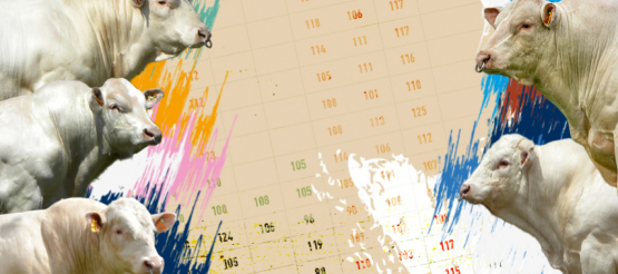 Indexation IBOVAL Charolaise 2021 : Sous le signe des confirmations !