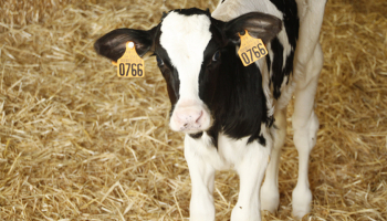Gènes Diffusion accompagne les éleveurs holstein dans le génotypage